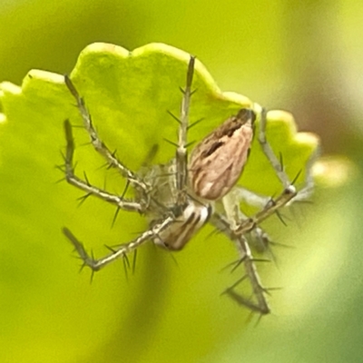 Oxyopes (genus) (Lynx spider) at Braddon, ACT - 15 Mar 2024 by Hejor1