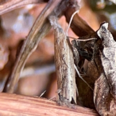 Faveria tritalis (Couchgrass Webworm) at Braddon, ACT - 15 Mar 2024 by Hejor1