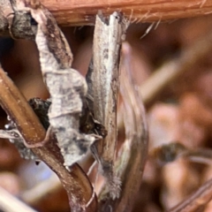 Faveria tritalis at Braddon, ACT - 15 Mar 2024