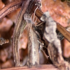 Faveria tritalis at Braddon, ACT - 15 Mar 2024