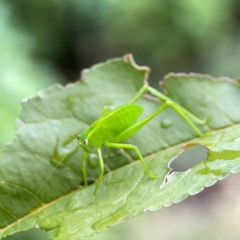 Caedicia simplex (Common Garden Katydid) at Braddon, ACT - 15 Mar 2024 by Hejor1