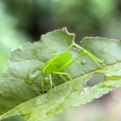 Caedicia simplex (Common Garden Katydid) at Braddon, ACT - 15 Mar 2024 by Hejor1