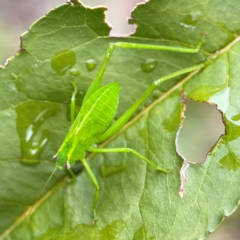 Caedicia simplex at Braddon, ACT - 15 Mar 2024