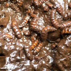 Australoactina sp. (genus) at Braddon, ACT - 15 Mar 2024 by Hejor1