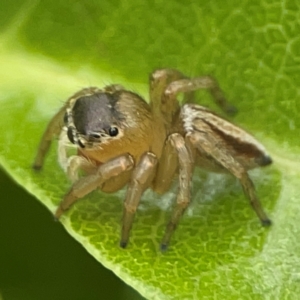 Maratus scutulatus at Braddon, ACT - 15 Mar 2024