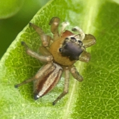 Maratus scutulatus at Braddon, ACT - 15 Mar 2024