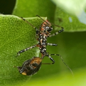 Pristhesancus plagipennis at Braddon, ACT - 15 Mar 2024 11:54 AM