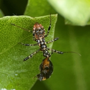 Pristhesancus plagipennis at Braddon, ACT - 15 Mar 2024 11:54 AM