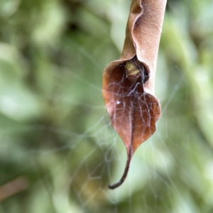 Phonognatha graeffei at Braddon, ACT - 15 Mar 2024