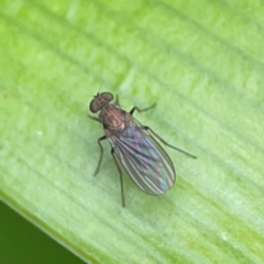 Dolichopodidae (family) at Braddon, ACT - 15 Mar 2024 by Hejor1