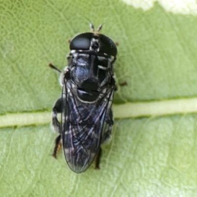 Eumerus sp. (genus) (A hoverfly) at Braddon, ACT - 15 Mar 2024 by Hejor1