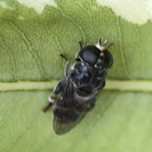 Eumerus sp. (genus) at Braddon, ACT - 15 Mar 2024