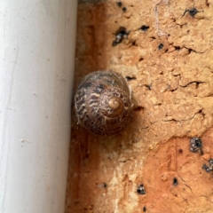 Cornu aspersum (Common Garden Snail) at Braddon, ACT - 15 Mar 2024 by Hejor1