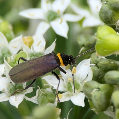 Chauliognathus lugubris (Plague Soldier Beetle) at Braddon, ACT - 15 Mar 2024 by Hejor1