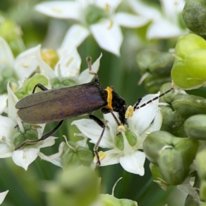 Chauliognathus lugubris at Braddon, ACT - 15 Mar 2024