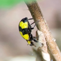 Illeis galbula (Fungus-eating Ladybird) at Braddon, ACT - 15 Mar 2024 by Hejor1