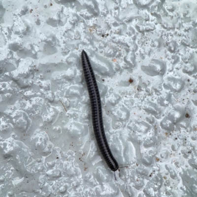 Ommatoiulus moreleti (Portuguese Millipede) at Braddon, ACT - 15 Mar 2024 by Hejor1