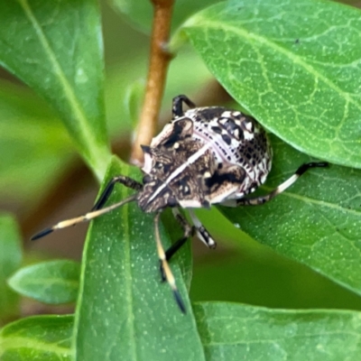 Oncocoris geniculatus (A shield bug) at Braddon, ACT - 15 Mar 2024 by Hejor1