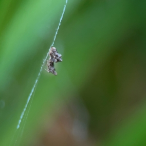 Philoponella congregabilis at Braddon, ACT - 15 Mar 2024