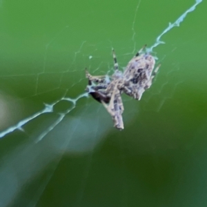 Philoponella congregabilis at Braddon, ACT - 15 Mar 2024