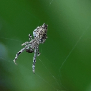 Philoponella congregabilis at Braddon, ACT - 15 Mar 2024