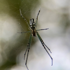 Leucauge dromedaria (Silver dromedary spider) at Braddon, ACT - 15 Mar 2024 by Hejor1
