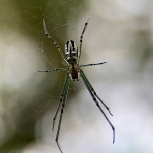 Leucauge dromedaria at Braddon, ACT - 15 Mar 2024