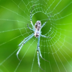 Leucauge dromedaria at Braddon, ACT - 15 Mar 2024