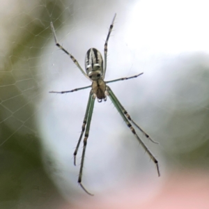 Leucauge dromedaria at Braddon, ACT - 15 Mar 2024