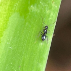 Technomyrmex sp. (genus) at Braddon, ACT - 15 Mar 2024