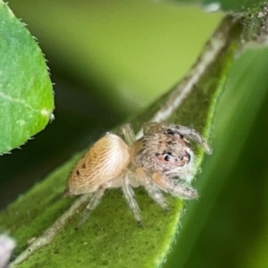 Opisthoncus grassator at Braddon, ACT - 15 Mar 2024