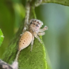 Opisthoncus grassator at Braddon, ACT - 15 Mar 2024