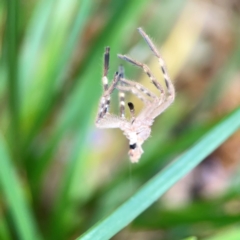 Sparassidae (family) at Braddon, ACT - 15 Mar 2024 12:25 PM