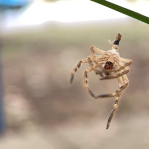 Sparassidae (family) at Braddon, ACT - 15 Mar 2024 12:25 PM