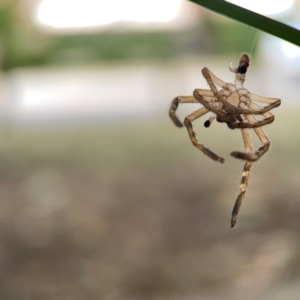 Sparassidae (family) at Braddon, ACT - 15 Mar 2024 12:25 PM