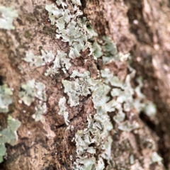 Unidentified Lichen at Braddon, ACT - 15 Mar 2024 by Hejor1