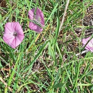 Apiformes (informal group) at Franklin Grassland (FRA_5) - 28 Feb 2024