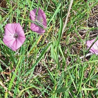 Apiformes (informal group) (Unidentified bee) at Harrison, ACT - 28 Feb 2024 by JenniM