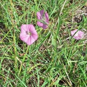 Apiformes (informal group) at Franklin Grassland (FRA_5) - 28 Feb 2024