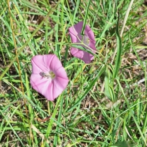 Apiformes (informal group) at Franklin Grassland (FRA_5) - 28 Feb 2024