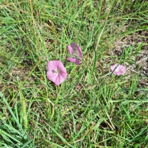 Apiformes (informal group) at Franklin Grassland (FRA_5) - 28 Feb 2024