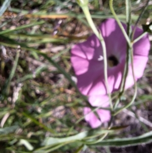 Apiformes (informal group) at Franklin Grassland (FRA_5) - 28 Feb 2024