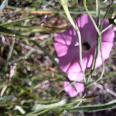 Apiformes (informal group) (Unidentified bee) at Budjan Galindji (Franklin Grassland) Reserve - 28 Feb 2024 by JenniM