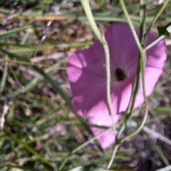 Apiformes (informal group) at Franklin Grassland (FRA_5) - 28 Feb 2024 11:16 AM