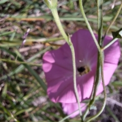 Apiformes (informal group) at Franklin Grassland (FRA_5) - 28 Feb 2024