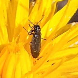 Dasytinae (subfamily) at Farrer Ridge NR  (FAR) - 28 Feb 2024 11:23 AM