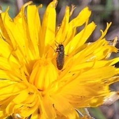 Dasytinae (subfamily) at Farrer Ridge NR  (FAR) - 28 Feb 2024 11:23 AM