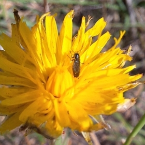 Dasytinae (subfamily) at Farrer Ridge NR  (FAR) - 28 Feb 2024 11:23 AM