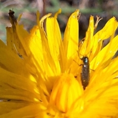 Dasytinae (subfamily) at Farrer Ridge NR  (FAR) - 28 Feb 2024 11:23 AM