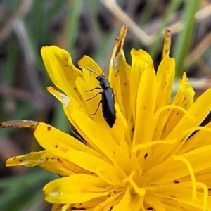 Dasytinae (subfamily) at Franklin Grassland (FRA_5) - 28 Feb 2024 11:24 AM